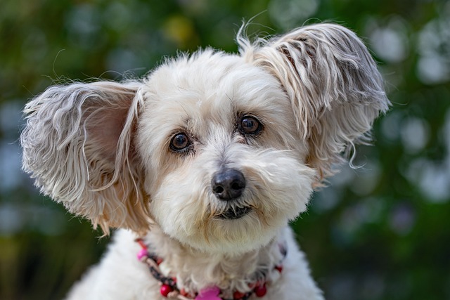 Understanding Canine Influenza: Symptoms & Prevention