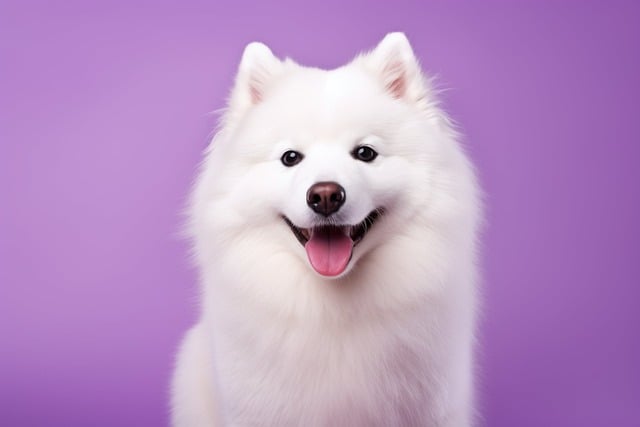How Do You Treat a Dog with Parvovirus? Effective Care Tips