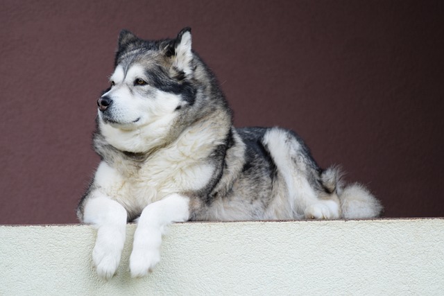 How Long Does It Take for a Dog to Learn Paw Command?