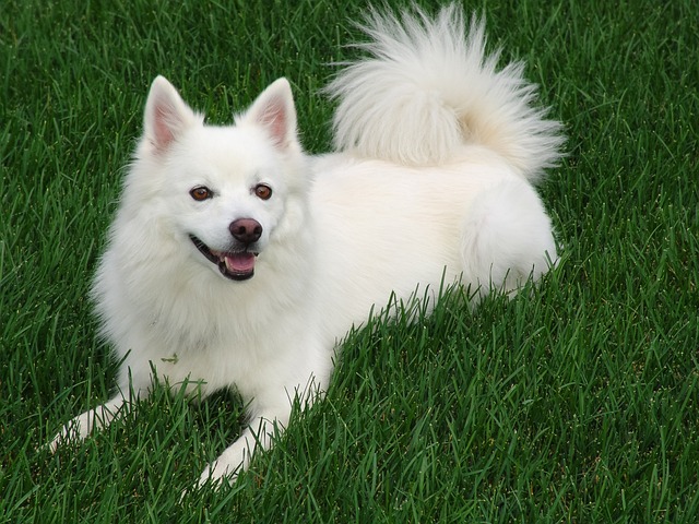 How Long Does Heat Sickness Last in Dogs? Recovery & Treatment Tips