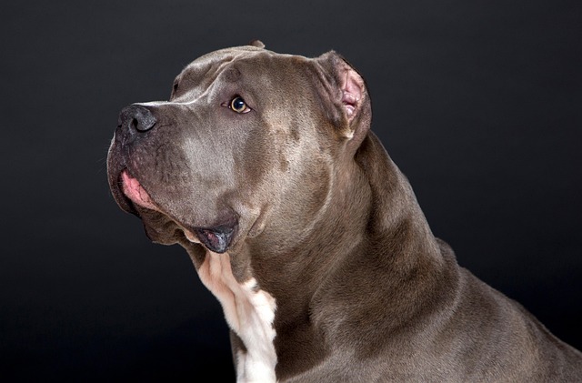 How to Brush a Dog That Sheds a Lot: Effective Shedding Solutions