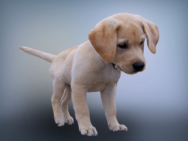 How Much Exercise Does a Labrador Retriever Need Daily?