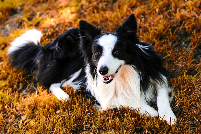 What is the Best Way to Stop a Dog from Barking?