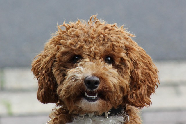 How Often Should I Bathe My Dog in Winter? Essential Care Tips