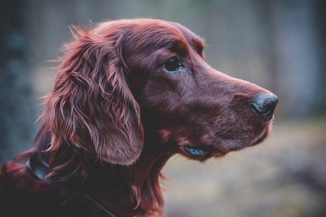 Is It Good to Cut Your Dog’s Hair in the Summer? Expert Advice