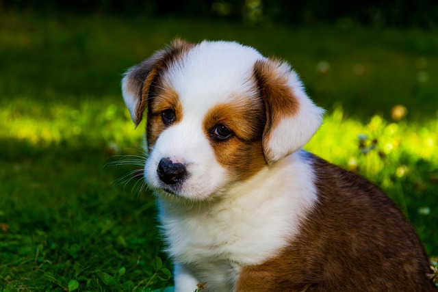 How to Train a Dog at Home: Effective, Science-Backed Techniques