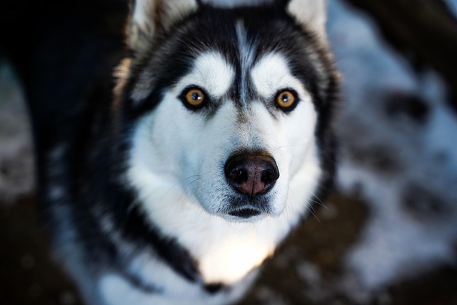 How Long Can a Dog Live with Kidney Disease? Expert Insights