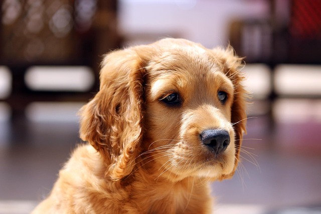 How to Train a Dog Not to Bark at Others: Humane Techniques