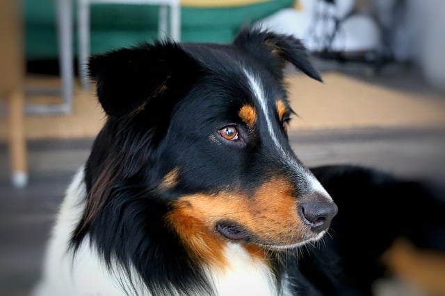 What Is the Healthiest Smallest Dog? Top Healthy Tiny Dog Breeds