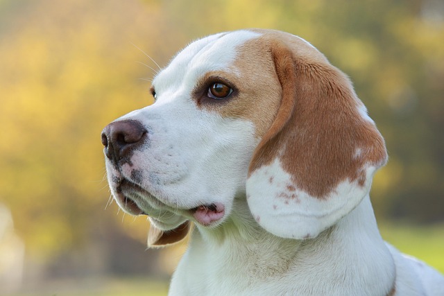 Should I Get My Dog Groomed in Summer? Benefits & Risks Explained
