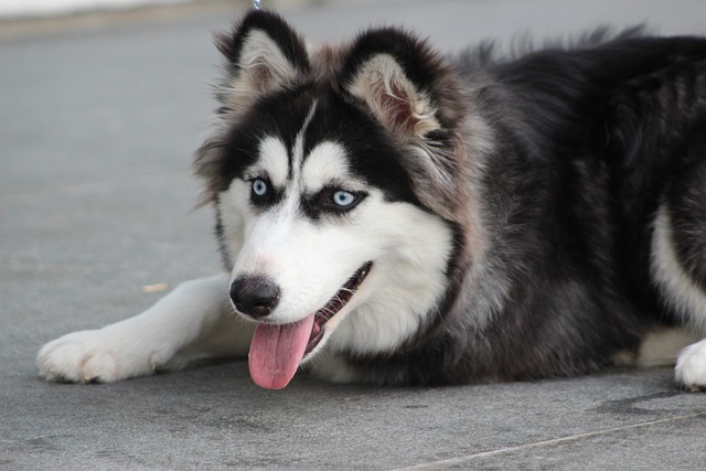 Is It Normal for Dogs to Have Gunk in Their Ears? Causes & Care