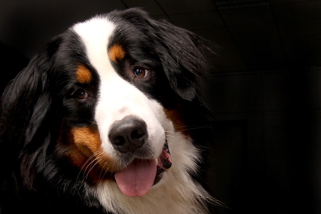 How to Get Rid of Dog Pee Smell Inside: Effective Odor Removal Tips