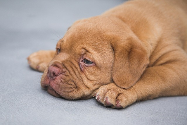 Why Is My 6 Month Old Puppy Still Not Potty Trained? Key Insights