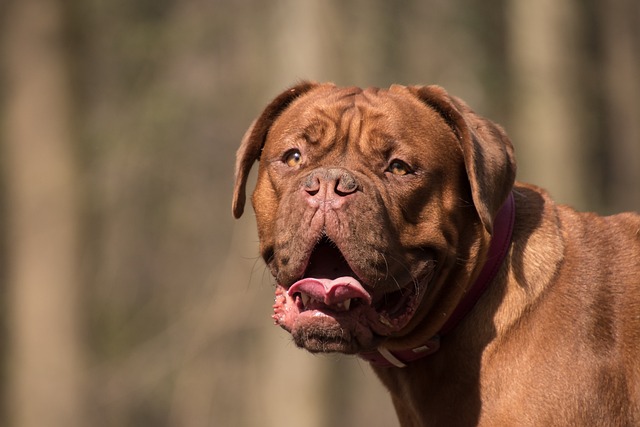 What Color Lab Lives the Longest? Understanding Labrador Lifespan