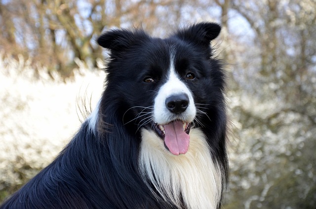 What Is the Most Common Parasite Found in Dogs? Discover Key Facts