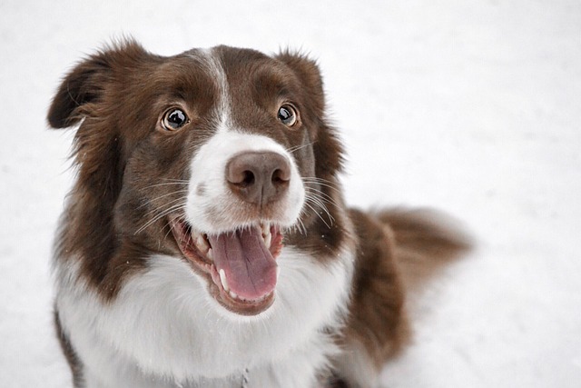 How Will I Know If My Dog Is OK After Eating Chocolate?