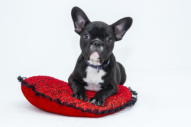 What is Good to Put on Top of Dry Dog Food for Healthier Meals