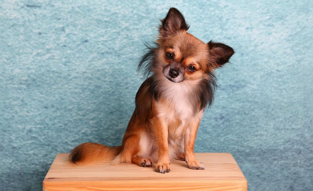 What Is the Most Important Age to Socialize a Puppy?