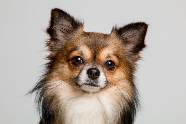 Recognizing Symptoms of Pneumothorax in Dogs