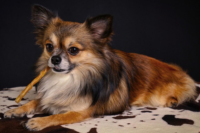 Signs of a Dog Dying of Heart Failure: Early Warning Symptoms