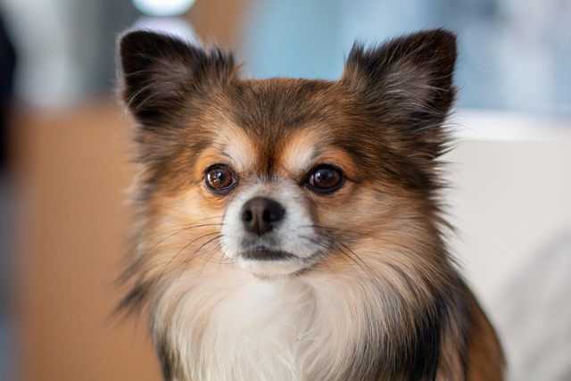 Is Dog Teeth Cleaning Really Necessary? Essential Dental Care Tips