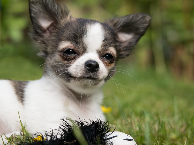What Is the Hardest Thing to Teach a Puppy? Impulse Control Explained