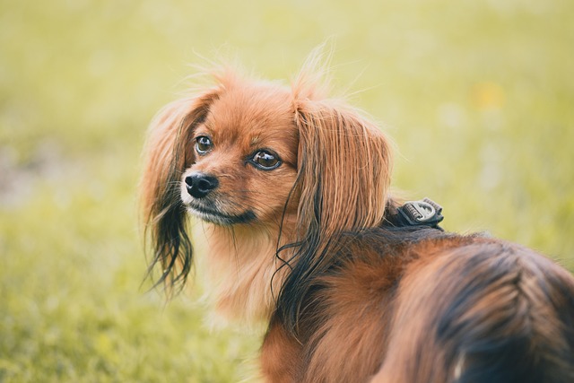 How to Tell if a Dog Has Separation Anxiety: Early & Subtle Signs