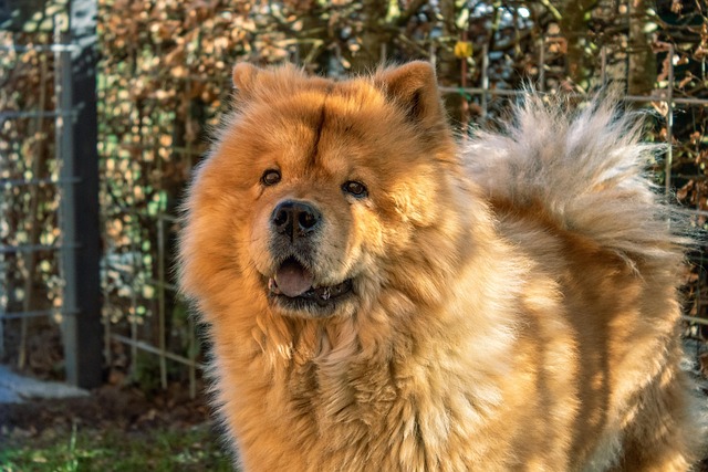 How to Stop Dogs from Trashing the Place When Left Alone