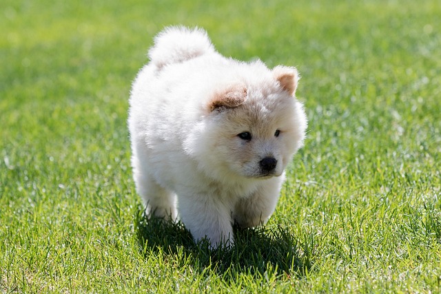 What Is the First Step to Train a Dog? Building Trust Essentials