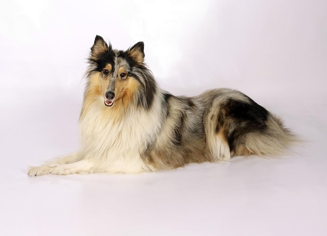 What Are the First Signs a Dog Has Cancer? Early Detection Tips