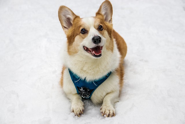 What Is a Normal Daily Routine for a Dog? Breed-Specific Care Tips
