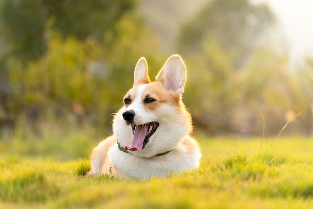 When Should a Puppy Be Fully Housebroken? Expert Guide & Tips