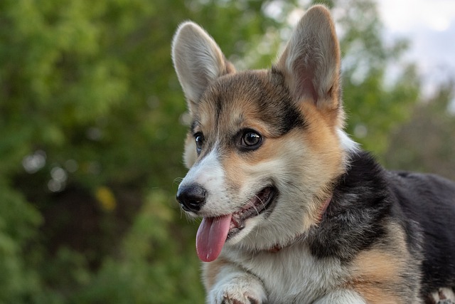 What Age Is Too Late for Dog Training? Training Senior Dogs Effectively