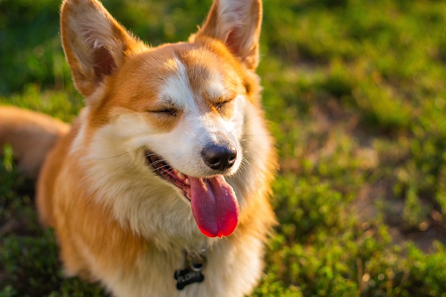 What Is the Hardest Period with a Puppy? Understanding Puppy Adolescence