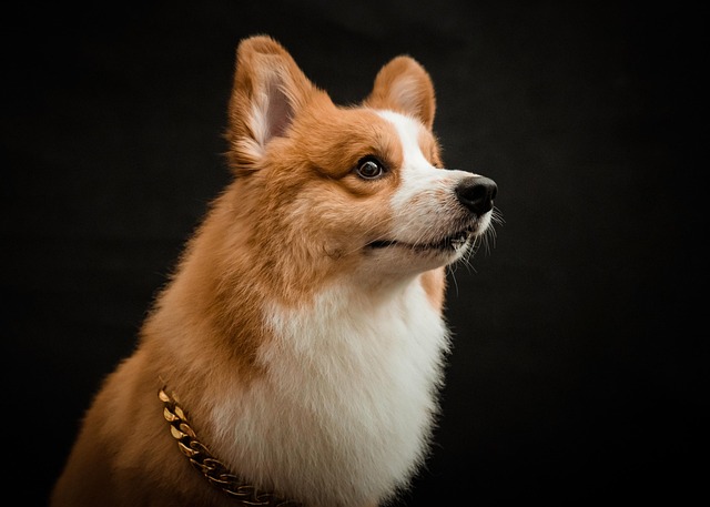 How Long Until a Dog Is Toilet Trained? Complete Guide