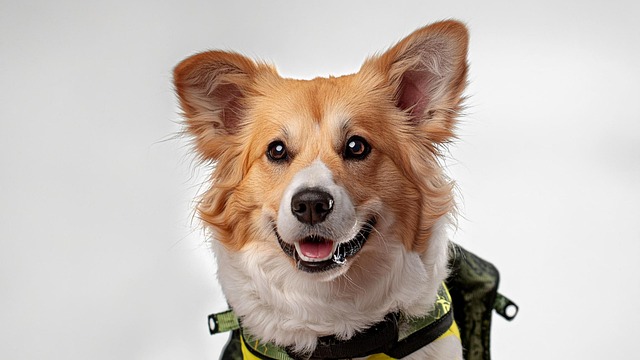 What to Give a Teething Puppy to Chew On: Vet-Approved Options