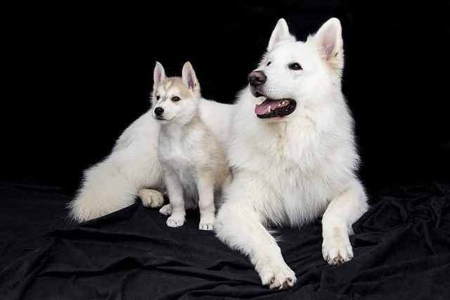 How to Know if Your Dog Has Pulled a Muscle in His Leg