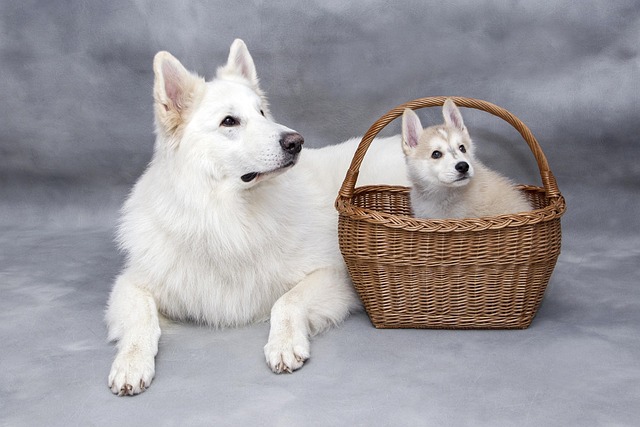 Do Dogs Recognize Punishment? Understanding Canine Behavior