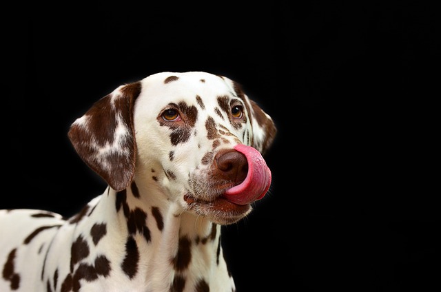 What Medicine to Give a Dog for a Skin Infection? Effective Treatments