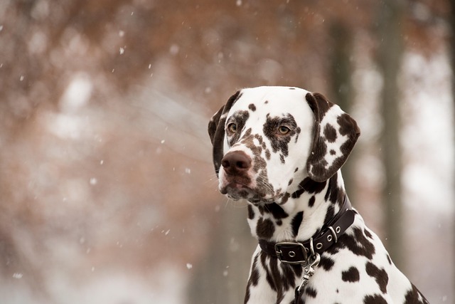 Is It Necessary to Trim Dogs' Nails? Key Health Benefits Explained