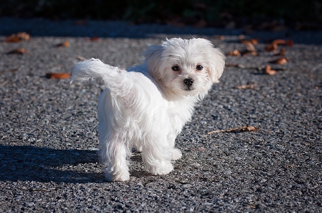 How Do I Recover My Dog from Heat Stroke: Effective Tips