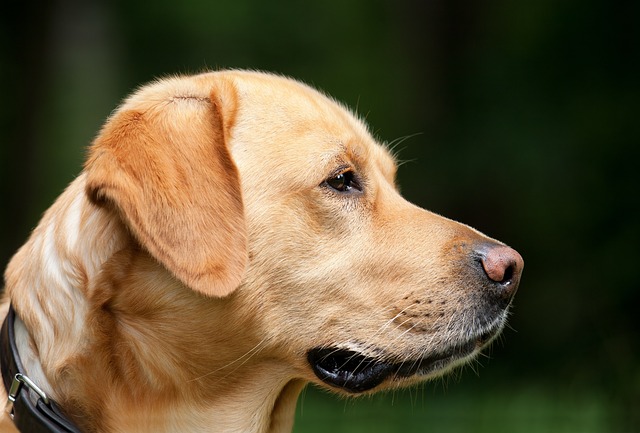 What Are the Signs My Puppy Is Teething? Key Early Indicators