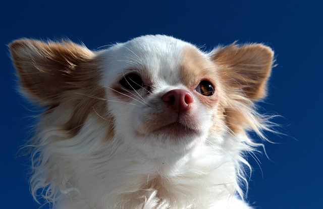 How to Teach Your Dog to Let Go of a Toy: Effective Training Tips