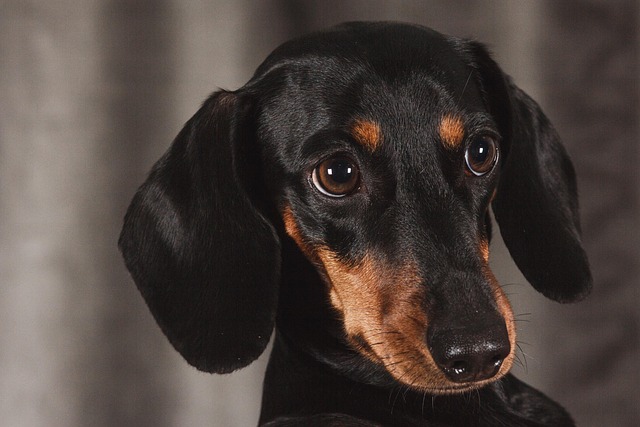 What Can I Feed My Dog to Cool Him Down Safely in Hot Weather?