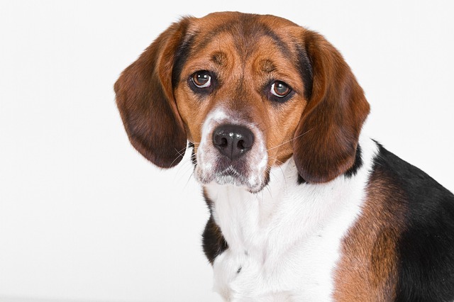 What If My Dog Doesn't Like Teeth Brushing? Gentle Dental Care Tips