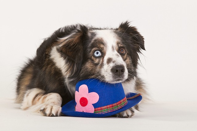 How to Stop a Dog Attacking Your Dog on Walks: Proven Tips