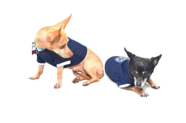 How to Protect Dog Paws from Hot Pavement: DIY Safety Tips