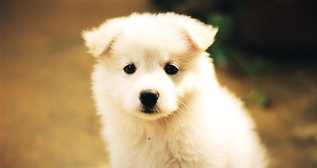How to Train a Dog to Come Back When Called: Effective Recall Tips