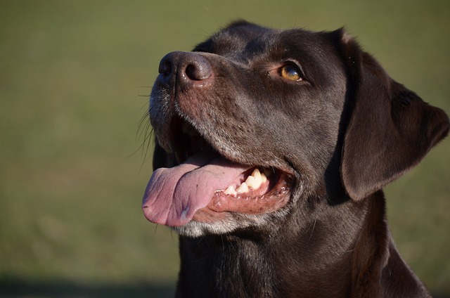 Can Dogs Recover from Heart Problems? Effective Treatment & Care
