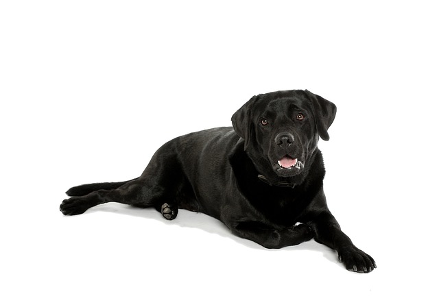 What Is the Most Common Health Issue in German Shepherds?